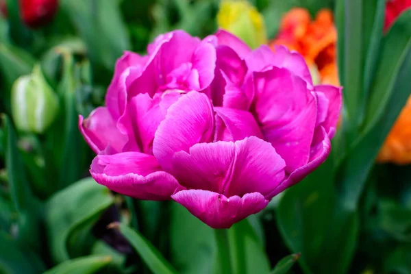 Primer Plano Gran Delicado Tulipán Rosa Doble Flor Plena Floración — Foto de Stock