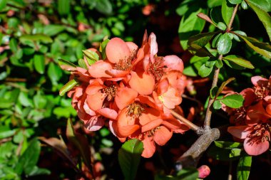 Chaenomeles japonica çalılarının narin portakal çiçekleri, genellikle Japon ayva balığı olarak bilinir ya da güneşli bir bahar bahçesinde Maule ayva balığı, güzel Japon çiçekleri çiçek arkaplanı, sakura