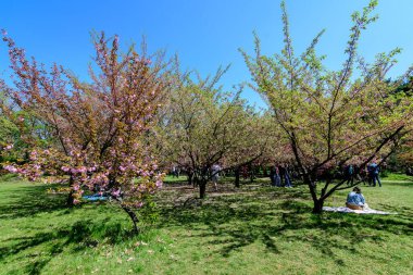 Bükreş, Romanya, 25 Nisan 2021 Güneşli bir bahar gününde Japon Bahçesi 'nde Kral I. Michael Park' tan (eski Herastrau) birçok pembe çiçekli büyük kiraz ağaçları, sakura
