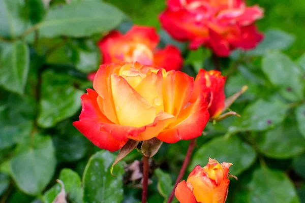Una Rosa Naranja Viva Grande Delicada Plena Floración Jardín Verano — Foto de Stock