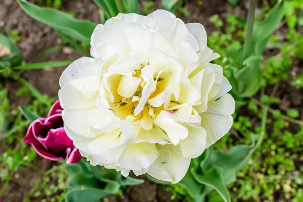 Close Uma Grande Delicada Tulipa Branca Flor Dupla Plena Floração — Fotografia de Stock