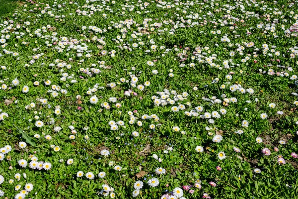 Нежные Белые Розовые Ромашки Bellis Perennis Цветы Прямом Солнечном Свете — стоковое фото