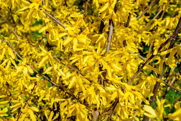 Gros Plan Des Branches Grand Buisson Fleurs Jaunes Forsythia Plante — Photo