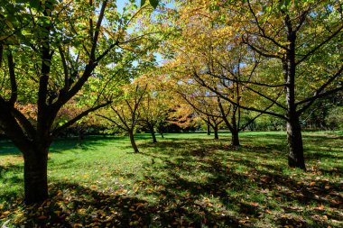 Romanya 'nın Herastrau Park kentindeki Japon Bahçesi' nde güneşli bir sonbahar gününde büyük kırmızı ve turuncu kiraz yapraklarına sahip minimalist tek renkli arka plan
