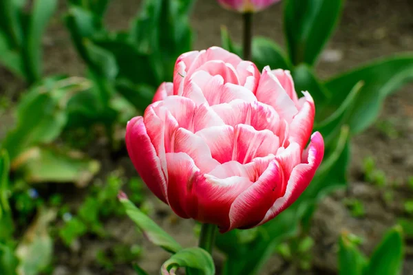 Primer Plano Gran Delicado Tulipán Blanco Rojo Doble Flor Plena — Foto de Stock