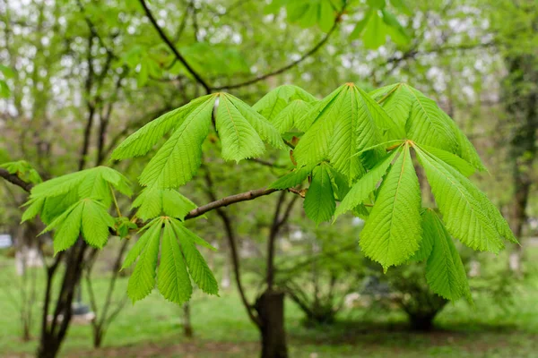 Pequenas Folhas Verdes Frescas Ramos Uma Árvore Castanha Direção Céu — Fotografia de Stock