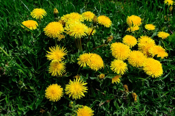 春の庭の鮮やかな黄色のタンポポやTaraxacum野生の花の多くのクローズアップと背景にある青緑色の葉 — ストック写真