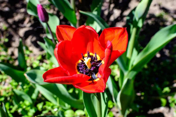 Primer Plano Delicado Tulipán Rojo Plena Floración Soleado Jardín Primavera — Foto de Stock