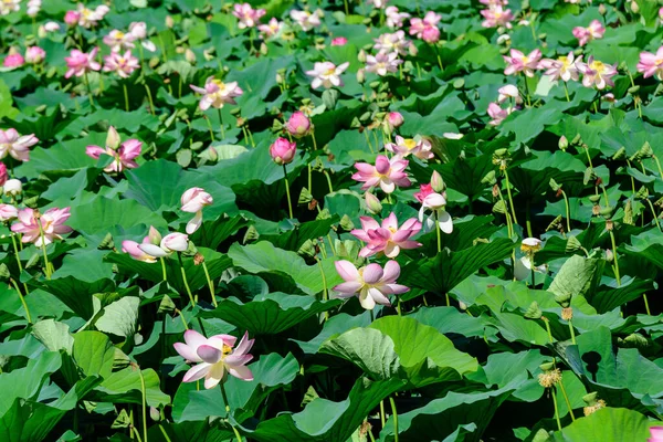 Muitas Flores Vivas Lírios Água Rosa Branca Nymphaeaceae Plena Floração — Fotografia de Stock