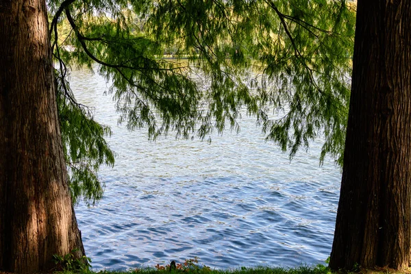 Paisaje Con Agua Bajo Gran Árbol Verde Cerca Del Lago — Foto de Stock