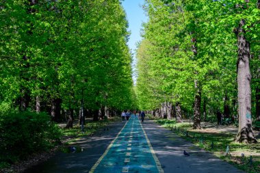 Bükreş, Romanya - 5 Mayıs 2021: Güneşli bir bahar gününde ana ara sokak ve Kral I. Michael Parkı 'nda (Herastrau) çok sayıda büyük yeşil ağaç bulunan manzara