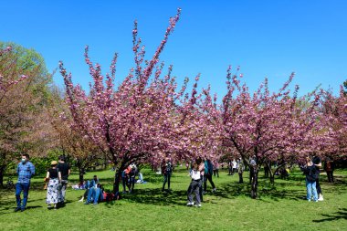 Bükreş, Romanya, 25 Nisan 2021 Güneşli bir bahar gününde Japon Bahçesi 'nde Kral I. Michael Park' tan (eski Herastrau) birçok pembe çiçekli büyük kiraz ağaçları, sakura