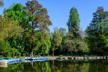 Romanya 'nın Bükreş kentindeki bir halk parkı olan Cismigiu Bahçesi' nde (Gradina Cismigiu) eski büyük ıhlamur ağaçları ve göl kenarındaki küçük teknelerle dolu canlı yeşil bir manzara güneşli bir bahar gününde