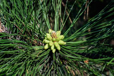 Güneşli bir bahar bahçesinde, çam kozalaklarının narin, küçük yeşil yapraklarına yakın, güzel, tek renkli arka plan seçici bir odak ile fotoğraflanmış.