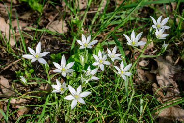 Ornithogalum umbellatum bitkisinin pek çok narin beyaz çiçeği genellikle Beytüllahim 'in bahçe yıldızı, çimen zambağı, öğle uykusu, ya da güneşli bir bahar gününde bir bahçede saat 11' de bayan olarak bilinir.