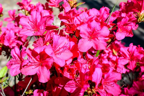 Bush Många Fina Levande Rosa Blommor Azalea Eller Rhododendron Växt — Stockfoto