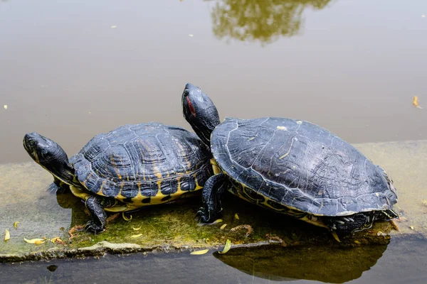 Two turtles laying in the sun heat near a lake in a sunny spring day, beautiful outdoor monochrome background photographed with selective focus