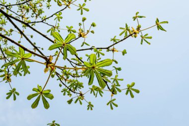 Kestane ağacının dallarındaki küçük yeşil yapraklar güneşli bir bahar gününde, açık beyaz bulutlu gökyüzüne doğru.