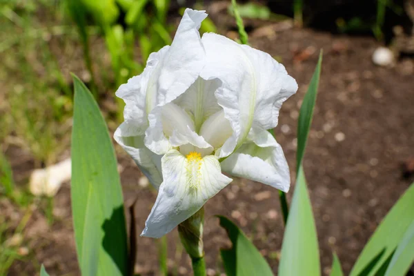 Close One Delicate White Iris Flower Green Sunny Spring Garden — стоковое фото