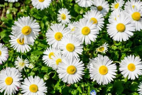 Jemné Bílé Růžové Sedmikrásky Nebo Perennis Květiny Bellis Přímém Slunečním — Stock fotografie