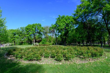 Romanya 'nın Bükreş kenti yakınlarındaki güneşli bir bahar gününde Mogosoaia Park' taki (Parcul Mogosoaia) eski yeşil ağaçların manzarası