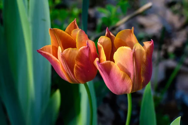 Två Elikata Levande Orange Tulpaner Full Blom Solig Vår Trädgård — Stockfoto