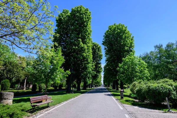 Paisaje Con Viejos Árboles Verdes Callejón Gris Parque Mogosoaia Parcul — Foto de Stock