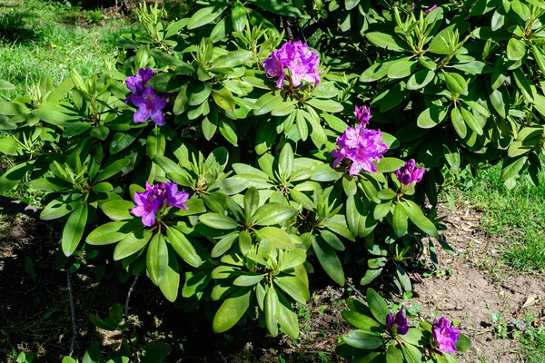 日当たりの良い春にツツジやツツジ植物の多くの繊細な鮮やかなピンクの花の大きな茂み日本庭園 選択的な焦点で撮影された美しい屋外の花の背景 — ストック写真