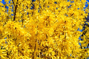 Paskalya ağacı olarak bilinen Forsythia bitkisinin sarı çiçeklerinden oluşan geniş bir çalılığının dallarına yakın güneşli bir bahar gününde açık mavi gökyüzüne doğru çiçek arkaplanı yumuşak bir odak ile fotoğraflanmış.