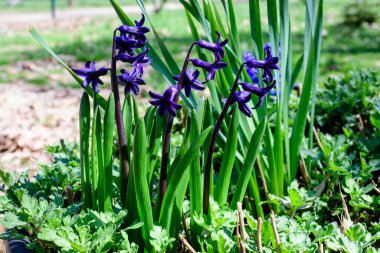 Pek çok küçük mavi sümbül ya da sümbül çiçeğini kapat. Güneşli bir ilkbahar gününde, bir bahçede çiçek açmış, güzel bir açık hava çiçekli arka planda, yumuşak bir odak ile fotoğraflanmış.