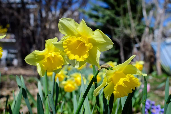 Bir Sürü Narin Sarı Nergis Çiçeğini Kapat Çiçekler Tamamen Çiçek — Stok fotoğraf