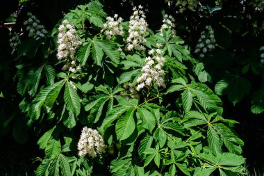 Küçük yeşil yapraklar, beyaz çiçekler ve tomurcuklar bir kestane ağacının dalları, güneşli bir bahar gününde bir bahçede, güzel bir açık hava tek renkli arka plan seçici bir odak ile fotoğraflanmış.