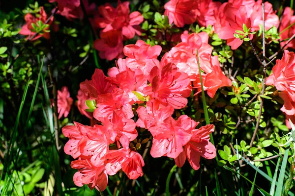 Bush Delikata Levande Röda Blommor Azalea Eller Rhododendron Växt Solig — Stockfoto