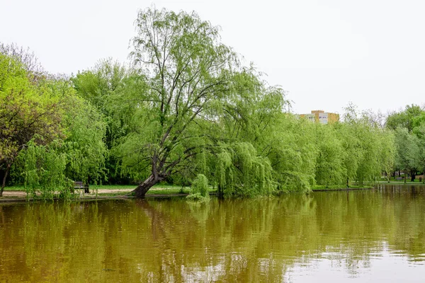 Krajobraz Wodą Zielonymi Płaczącymi Wierzbami Brzegu Jeziora Tytan Parku Alexandru — Zdjęcie stockowe