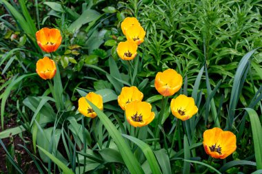 Güneşli bir bahar bahçesinde çiçek açan pek çok canlı sarı laleyi kapatın. Güzel bir açık hava çiçekli arka plan. Yumuşak odak ile fotoğraflanmış.