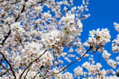 Üzerinde beyaz kiraz ağacı çiçekleri olan büyük bir dal açık mavi gökyüzüne doğru açar güneşli bir bahar gününde bir bahçede, güzel Japon kiraz çiçekleri çiçek arkaplanda, sakura