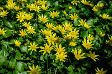 Ranunculus 'un pek çok narin sarı çiçeği, genellikle sürünen düğün çiçeği olarak bilinen çiçekleri pişman eder. Güneşli bir bahar gününde, bir ormanda sürünerek veya ayakta durarak, çiçek arkaplanda.