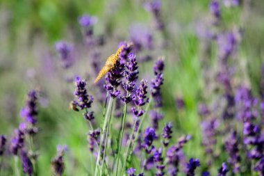 İngiltere, İskoçya 'da güneşli bir yaz gününde birçok küçük mavi lavanta çiçeği seçici bir odak noktası, güzel bir açık hava çiçek arka planıyla