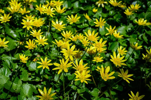 Ranunculus 'un pek çok narin sarı çiçeği, genellikle sürünen düğün çiçeği olarak bilinen çiçekleri pişman eder. Güneşli bir bahar gününde, bir ormanda sürünerek veya ayakta durarak, çiçek arkaplanda.