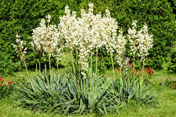 Yucca bitkisinin pek çok narin beyaz çiçeği, Adams iğnesi ve ipliği olarak bilinir, güneşli bir yaz gününde bir bahçede, güzel bir açık hava çiçekli arka planda.