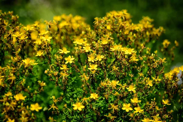 Many Delicate Yellow Flowers Hypericum Perforatum Plant Commonly Known — Stock Photo, Image