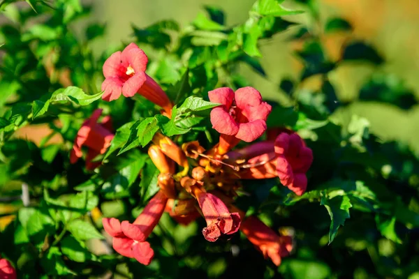 Vele Levendige Oranje Rode Bloemen Groene Bladeren Van Campsis Radicans — Stockfoto