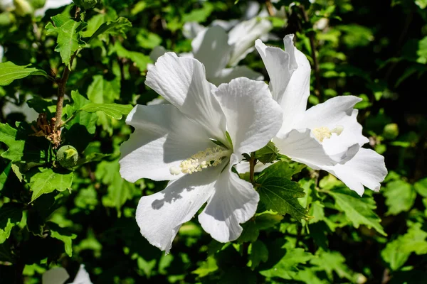 Ένα Λευκό Λουλούδι Του Φυτού Ιβίσκου Syriacus Κοινώς Γνωστό Κορεάτικο — Φωτογραφία Αρχείου