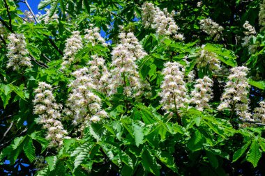 Küçük yeşil yapraklar, beyaz çiçekler ve tomurcuklar bir kestane ağacının dalları, güneşli bir bahar gününde bir bahçede, güzel bir açık hava tek renkli arka plan seçici bir odak ile fotoğraflanmış.