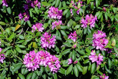Açelya ve Rhododendron bitkilerinden oluşan geniş ve canlı bir çalılık güneşli bir Japon baharı bahçesinde, güzel bir açık hava çiçekli arka planda seçici bir odak ile fotoğraflanmış.
