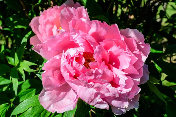 Bush Mit Einer Großen Zarten Rosa Pfingstrose Blüten Direkter Sonneneinstrahlung — Stockfoto