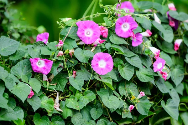 Mnoho Jemné Živé Růžové Květy Ranní Slávy Rostlin Zahradě Slunné — Stock fotografie