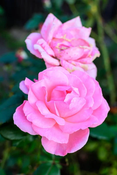 Jedna Velká Jemná Růžová Růže Plném Květu Letní Zahradě Přímém — Stock fotografie