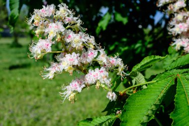 Küçük yeşil yapraklar, beyaz çiçekler ve tomurcuklar bir kestane ağacının dalları, güneşli bir bahar gününde bir bahçede, güzel bir açık hava tek renkli arka plan seçici bir odak ile fotoğraflanmış.