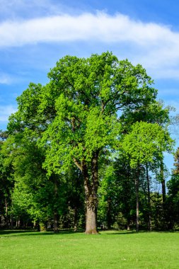 Romanya 'nın Bükreş kenti yakınlarındaki güneşli bir bahar gününde Mogosoaia Park' taki (Parcul Mogosoaia) eski yeşil ağaçların manzarası